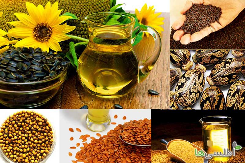 استخراج روغن‌ های گیاهی: تاریخچه، کاربردها و نقش فیلتر پرس روغن