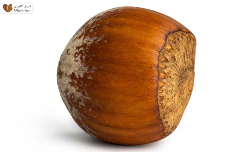 فندق؛ کوچک اما پرخاصیت، یک سوپر‌فود واقعی