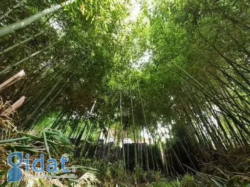 این روستا در گیلان به روستای ملی بامبوبافی تبدیل شد