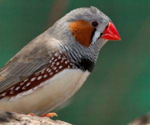 اصول نگهداری صحیح پرنده فنچ در خانه