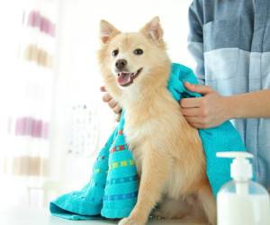 راه و روش شستن انواع سگ خانگی