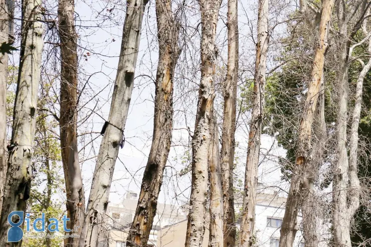 جنجال خشک کردن عمدی 16 هزار درخت در تهران!