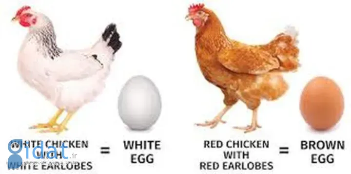 تخم مرغ قهوه‌ای چه فرقی با تخم مرغ سفید دارد؟
