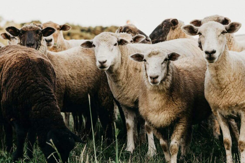 ویژگی های یک قوچ خوب برای گله گوسفندان