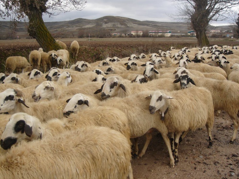 اصلاح نژاد در گوسفند