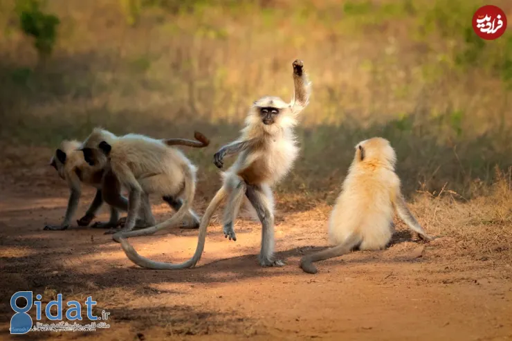 خنده‌دارترین تصاویری که از میمون‌ها گرفته شده است!