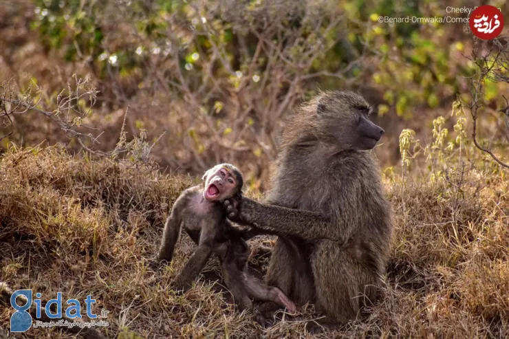 خنده‌دارترین تصاویری که از میمون‌ها گرفته شده است!