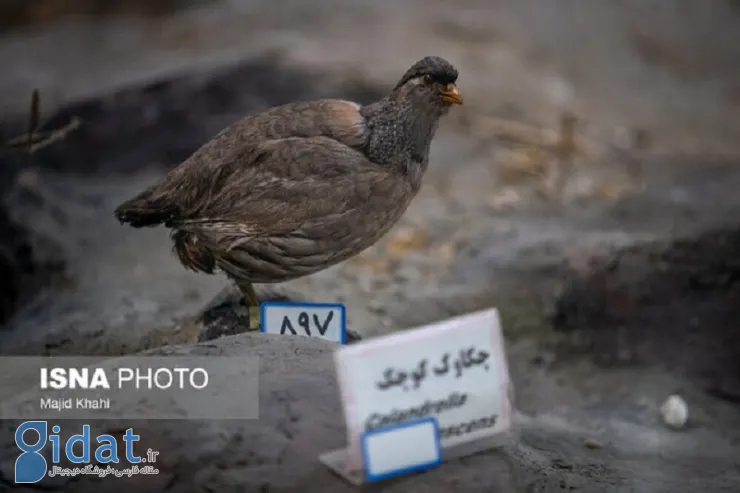 کشف میلیاردها پرنده تاکسیدرمی در بابل