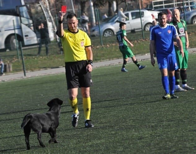 کارت قرمز به یک سگ در صربستان (عکس)