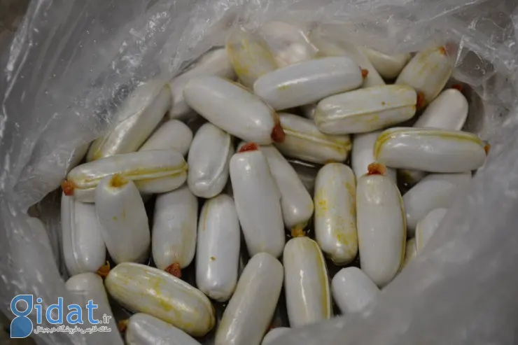 خروج حدود ۴ کیلوگرم هروئین از معده ۳ متهم