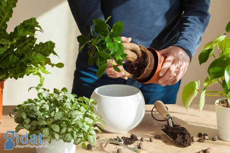 ۵ نکته برای جلوگیری از کپک زدن خاک گلدان