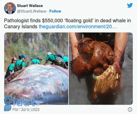 گنجی در دل نهنگ مرده پیدا شد