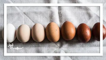 تخم مرغ قهوه ای مغذی تر است یا تخم مرغ سفید؟