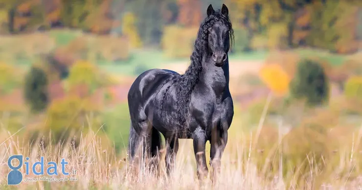زیبایی این اسب ذهن شما را متحیر خواهد کرد!