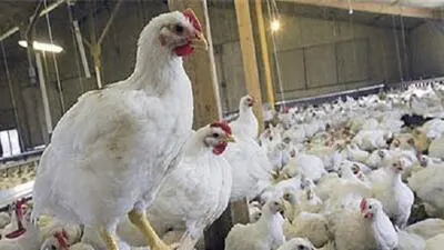 اولین واکنش به ماجرای خوراندن مواد مخدر به مرغ ها