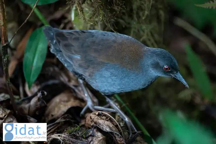 بازگشت شگفت‌انگیز یک پرنده گمشده پس از ۲۰۰ سال