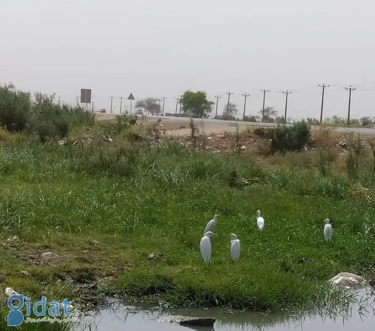 خبر تلخی که از خوزستان به تمام ایران مخابره شد