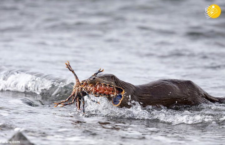 (تصاویر) خرچنگ اسکاتلندی؛ شکار لاکچری سمور آبی