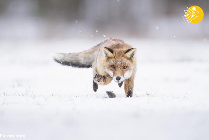 (تصاویر) شکار موش توسط روباه