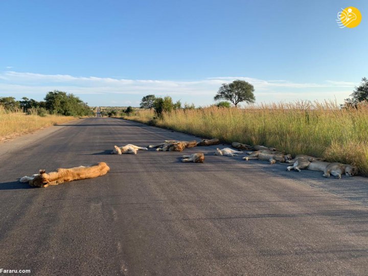 تصاویری نادر از شیرهای خوابیده در جاده