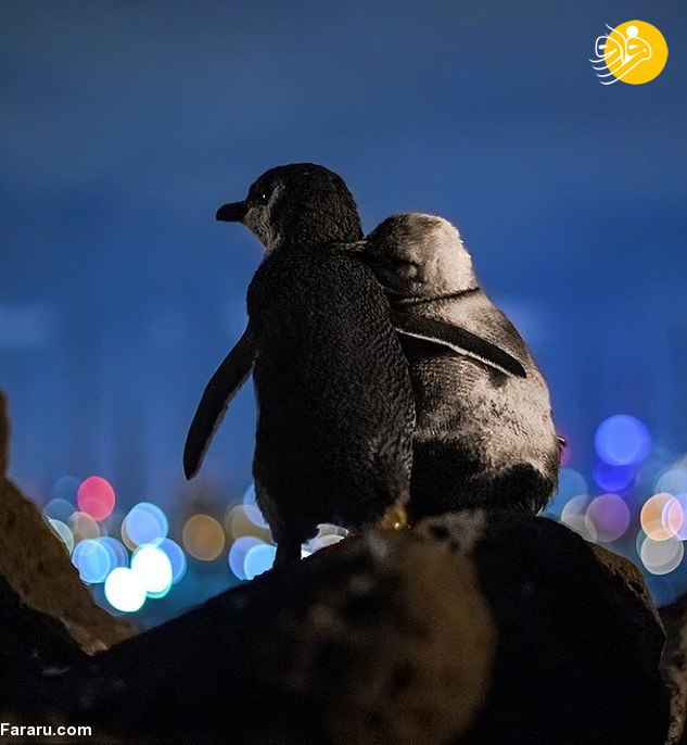 (تصاویر) دو پنگوئن همدرد عشقِ از دست رفته