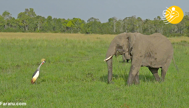 (ویدئو) ایستادگی درنا مقابل گله فیل ها