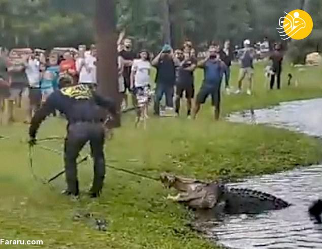(ویدئو) شرایط عجیب یک تمساحِ گرفتار در چنگ انسان ها