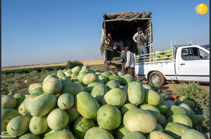(تصاویر) فصل برداشت هندوانه در اربیل عراق