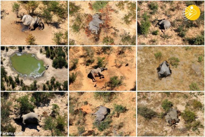 (تصاویر) رویداد بی سابقه در حیات وحش؛ مرگ مرموز ۳۵۰ فیل در دو ماه