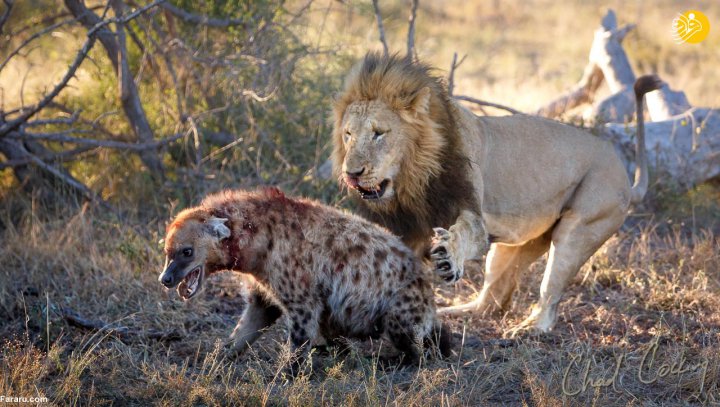 (تصاویر) روایتی از یک جدال خونین؛ شیر نر کفتار را خفه کرد