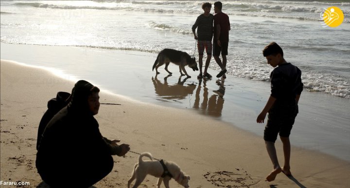 (تصاویر) ممنوعیت سگ گردانی در غزه