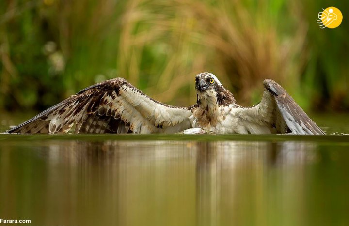 (تصاویر) لحظه صید قزل آلا توسط عقاب ماهی گیر