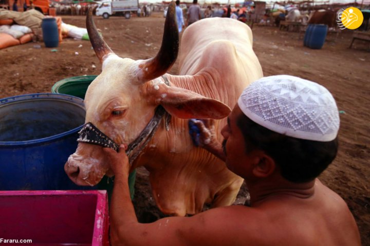 (تصاویر) بازار دام عید قربان در انتظار مشتری