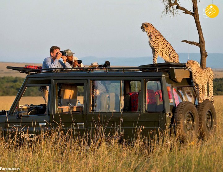 (تصاویر) حضور دو یوزپلنگ روی خودروی گردشگران