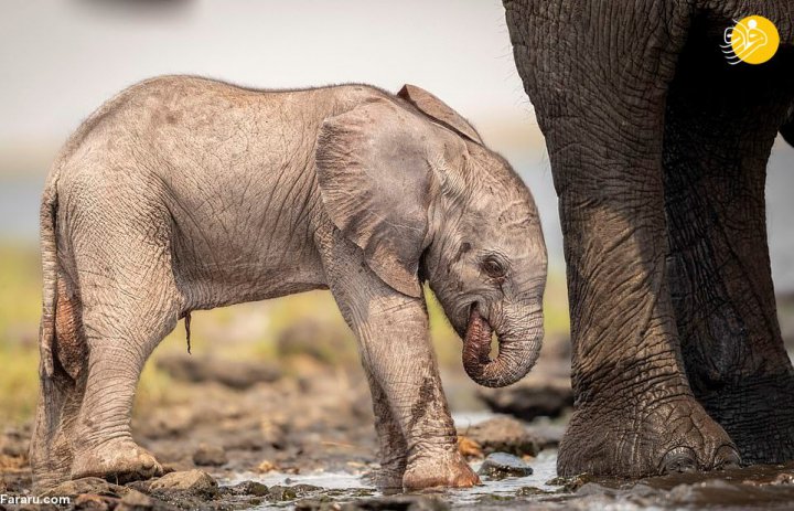 (تصاویر) تلاش بچه فیل برای ایستادن روی پاهایش