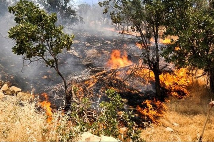 دستگیری عاملان آتش سوزی جنگل های کوهدشت