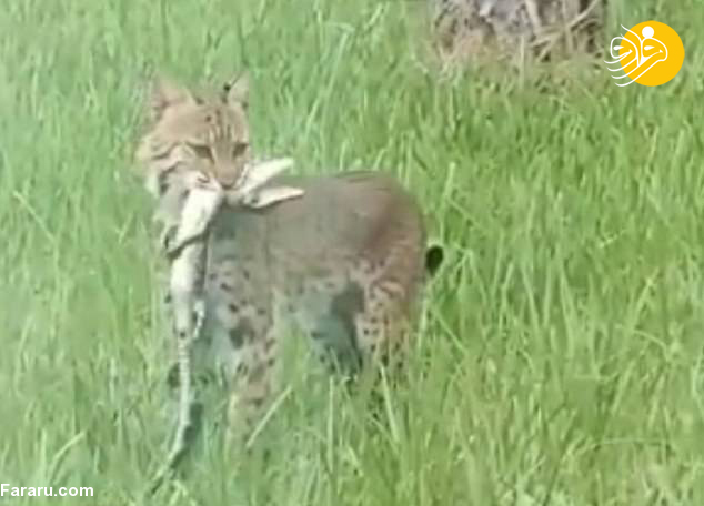 (ویدئو) مبارزه مرگبار گربه دم کوتاه با بچه تمساح