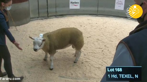 (ویدئو) گران قیمت ترین گوسفند جهان؛ ۱۰ میلیارد تومان