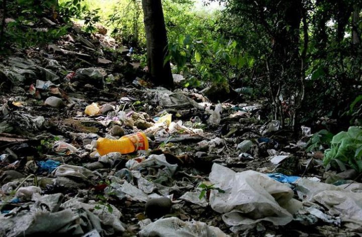 وضعیت وخیم جنگل های هیرکانی