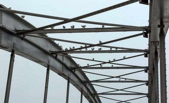 (تصاویر) پل سفید اهواز میزبان پرندگان مهاجر