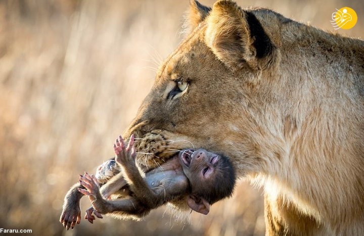 (عکس) بی رحمی حیات وحش؛ بچه بابون گرفتار در دهان شیر