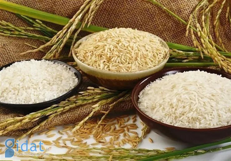 قیمت برنج ارزان‌تر می‌شود
