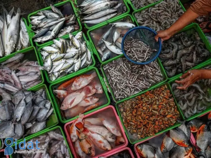 چرا مصرف ماهی در ایران بسیار کم است؟