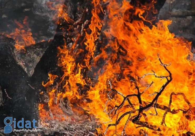دستگیری 17 نفر به اتهام آتش زدن جنگل های لرستان