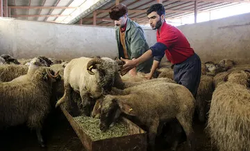 قیمت گوسفند نذری اعلام شد