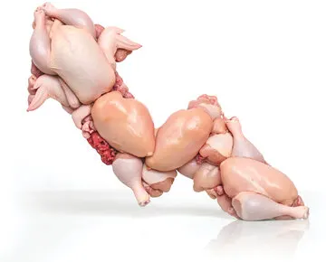 قیمت مرغ با سود معقول چقدر باید باشد؟