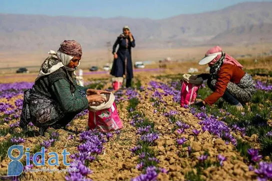 افغان ها وارد بازار زعفران ایران شدند و آن را تخریب کردند!