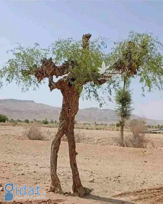 این درخت حیرت‌انگیز در ایران شبیه انسان است
