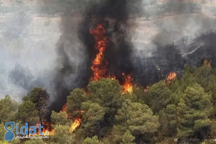 آتش سوزی مهیبی در جنگل نوشهر رخ داد