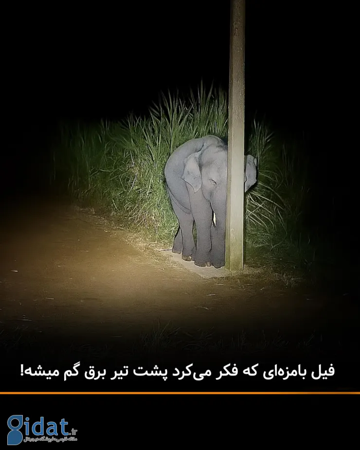اگر می‌توانید به این عکس نخندید!